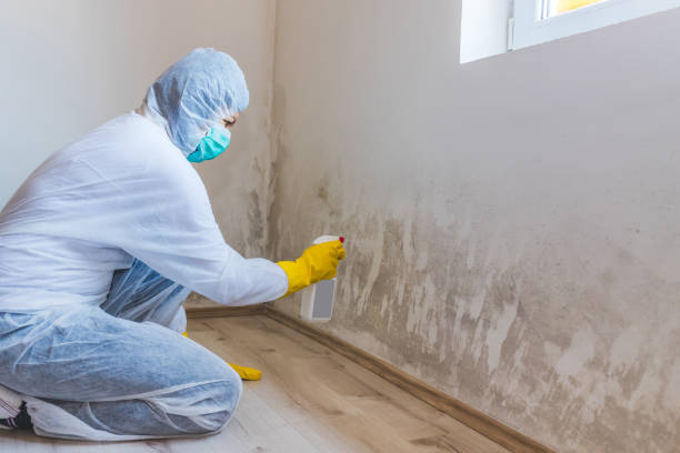 Licensed Black Mold Removal service in Winter Park, FL - WQB Mold Removal