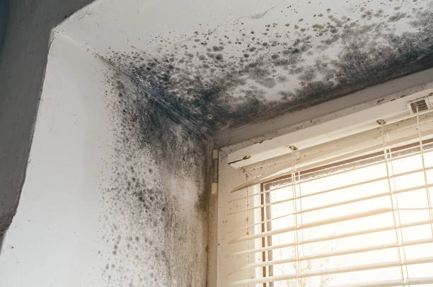 Affordable Black Mold Removal solutions in Winter Park, FL