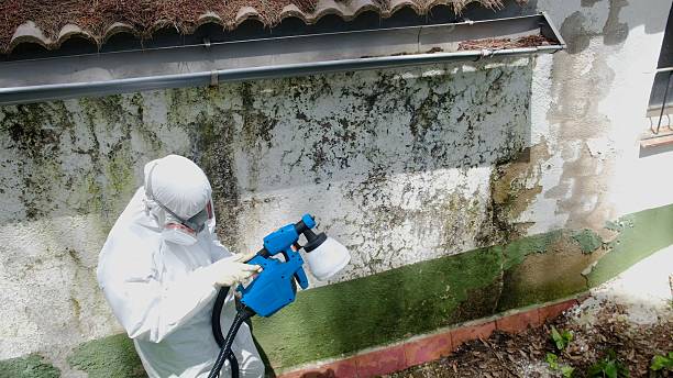Top rated local Black Mold Removal specialists in Winter Park, FL